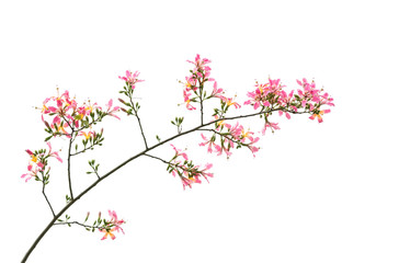 Naklejka na ściany i meble silk floss tree flower isolated on white background