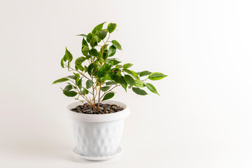 Fototapeta na wymiar Ficus benjamin in a pot isolated on white background 