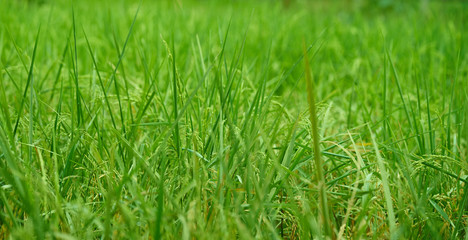Rice stem on field ,closed up