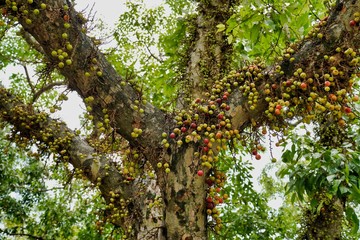 Ficus racemata is a tree of the Mulberry family, native to Australia, Southeast Asia and India. Ficus racemes in Hinduism and Buddhism is considered a sacred plant.