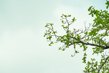 Tip of branch of tree on sky background