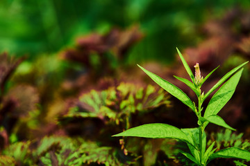Tip of plant in green natural theme and purple background