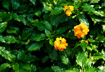 yellow flowers on green bush background