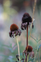 echinacea