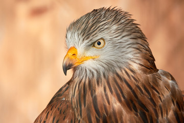 Naklejka premium Red Kite head closeup (Milvus milvus)