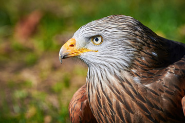 Red Kite head closeup (Milvus milvus)
