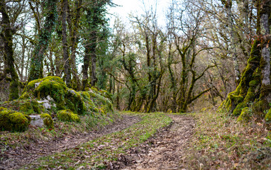 A Rural Farm Road With Moss Covered Rocks and Trees