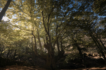 Castaño centenario en el bosque encantado de castaños durante el otoño.