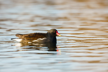 Moorhen (Gallinula chloropus) taken in London, England
