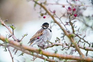 Reed Bunting (Emberiza schoeniclus) male in a bush, taken in the UK
