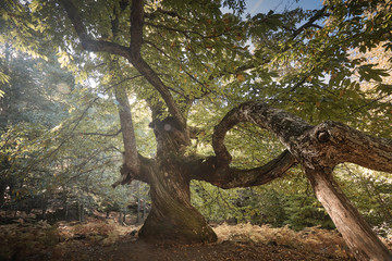 Castaño centenario en el bosque encantado de castaños durante el otoño.