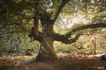 Fototapeta na wymiar Castaño centenario en el bosque encantado de castaños durante el otoño.