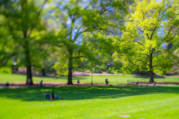 People relax on the lawn and Park benches, which are surrounded by many growing fresh green trees in Central Park New York City NY USA on May. 11 2019.