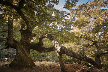 Castaño centenario en el bosque encantado de castaños durante el otoño.