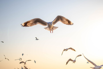 Seagulls bird flying over the sea with beautiful sunset on evening twilight sky landscape background
