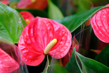 Anthurium Wedding Flower. Anthurium flower with green leaves in close-up image, with very narrow depth of field.