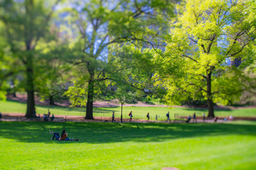 People relax on the lawn and Park benches, which are surrounded by many growing fresh green trees in Central Park New York City NY USA on May. 11 2019.