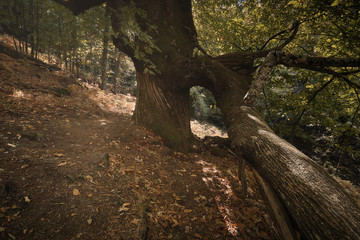Castaño centenario en el bosque encantado de castaños durante el otoño.
