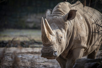 Ceratotherium simum cottoni, simum, Diceros bicornis michaeli, white rhino, are critically...