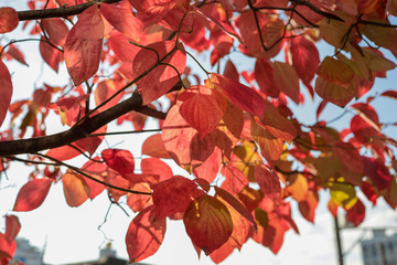 Looking up at the branches and red autumn leaves on the bright sky.