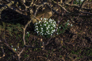 snowdrops in the garden