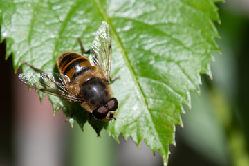 macro