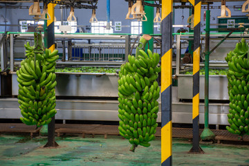 Banana factory on La Palma, Canary islands, Spain, once harvested, big bananas bunches.transported...