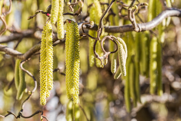 male catkins on common hazel