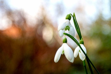 white snowdrop flower