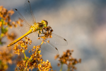 macro