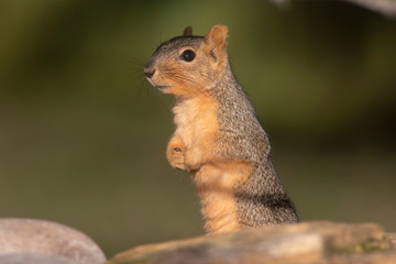 Naklejka na ściany i meble Fox squirrel on a rock backyard home feeder