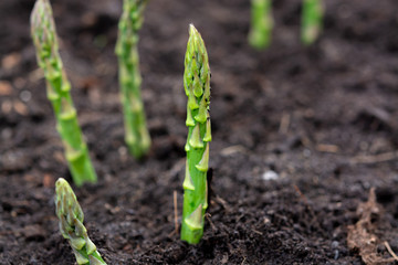 New harvest of green asparagus vegetable in spring season, green asparagus growing up from the ground on farm