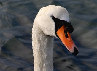 White swan with orange beak that has just surfaced from beneath the water  
