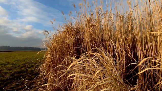 Parallax moving biofuel crop with blue sky in background