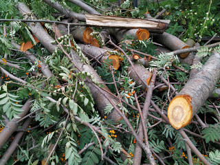 Several sawn thin tree trunks. Lying among the branches of mountain ash with green leaves