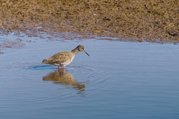Redshank (Tringa totanus) wading through shallow water, taken in the UK