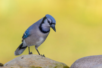 Bluejay in a bird drinker outside backyard