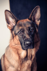 Purebred young German shepherd dog. Portrait of a pet.