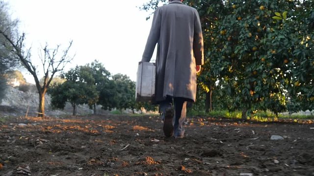 A mysterious man in a trench coat carrying a vintage suitcase walks through an orchard. Slow motion rear tracking shot during the daytime.