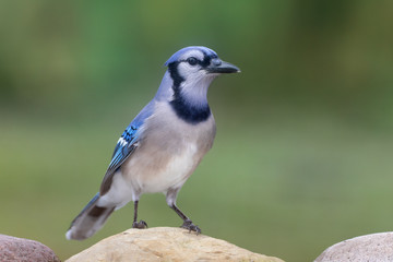 Bluejay in a bird drinker outside backyard