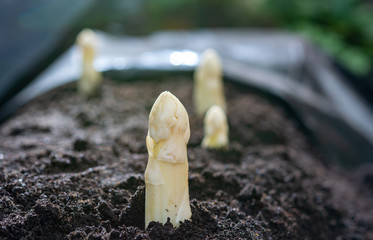 New spring season of white asparagus vegetable on field ready to harvest, white heads of asparagus...