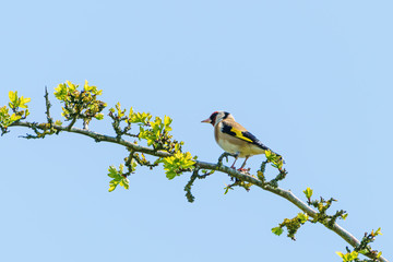 European Goldfinch (Carduelis carduelis) perched on a thinn branch in the UK