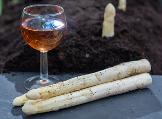 New harvest of  white asparagus vegetable in spring season and glas rose wine, white heads of asparagus growing up from the ground on farm