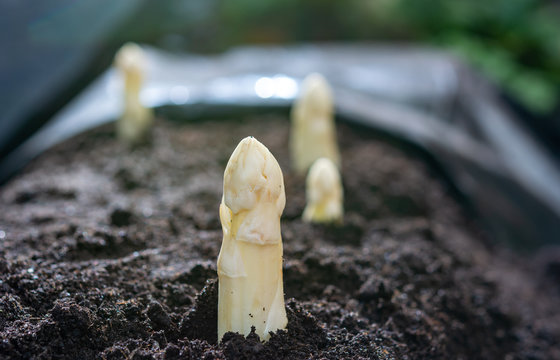New spring season of white asparagus vegetable on field ready to harvest, white heads of asparagus growing up from the ground on farm