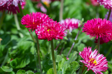 Fototapeta premium Daisy flowers on a background of green leaves.