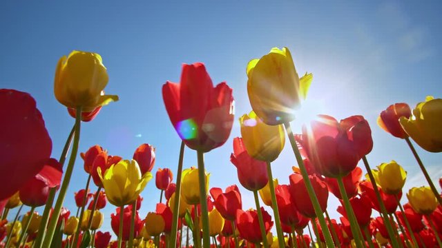 Group of tulips in the sunlight against the blue sky. Sunshine and spring nature. 