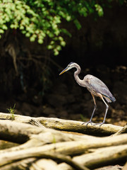 Great Blue Heron (Ardea herodias) on a fallen tree in Costa Rica