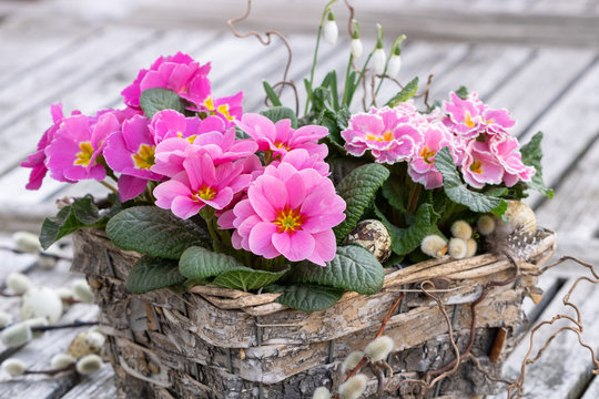 Primeln in Pink im Birkenholz-Korb als Fr&uuml;hlingsdekoration
