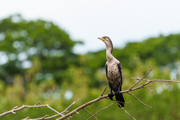 Neotropic Cormorant (Phalacrocorax brasilianus) perched on a fallen tree on the Tarcoles River in Costa Rica