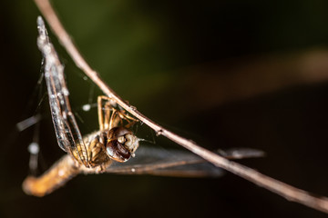 extremely close up dead dragonfly trapped in spider web and dead branch with blur dark green background